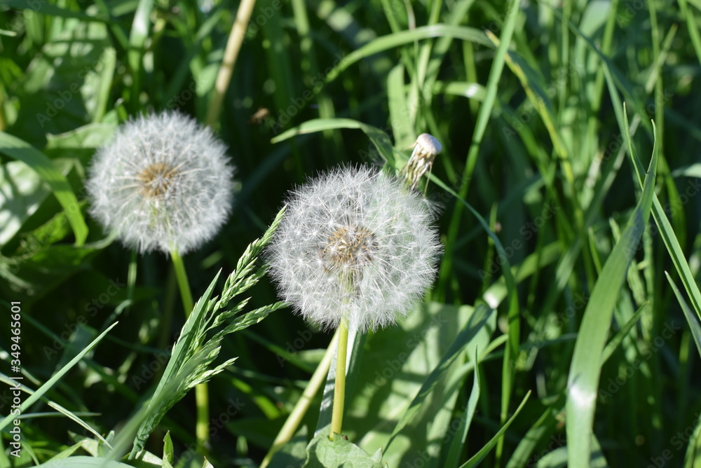 dandelion blooms in the spring in the city Park dandelion blooms in the spring in the city Park