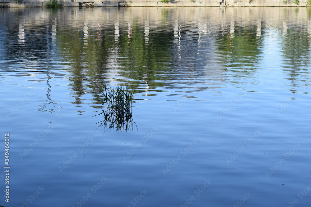 sedge on the city pond sedge on the city pond