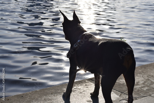 dog seeing the sunlight at water