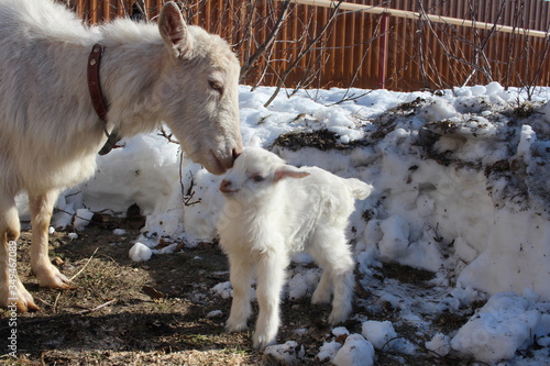 newborn white kid with mother goat baby animal on the farm