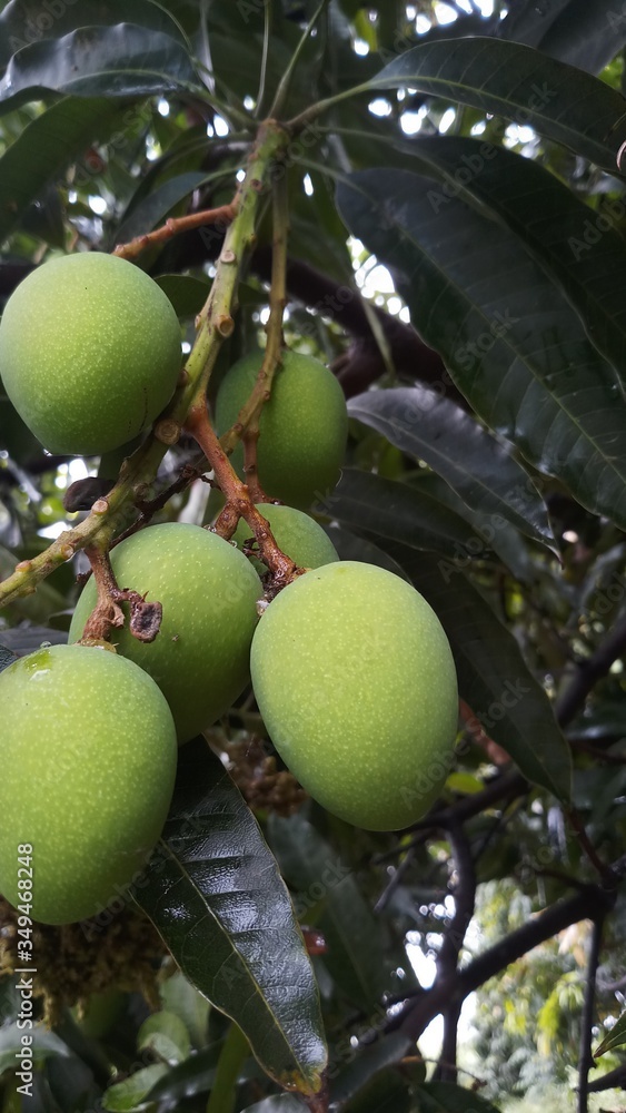 Close up green mango fruits hanging on tree branch Close up green mango fruits hanging on tree branch