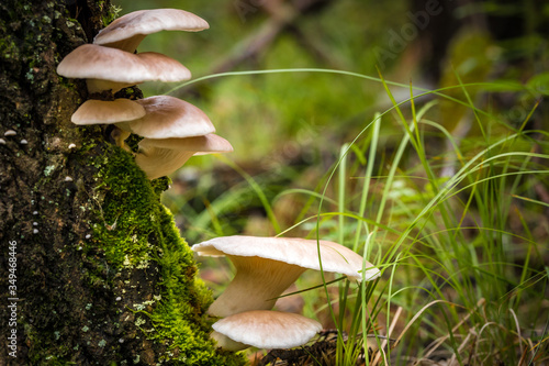 mushrooms in the forest in autumn