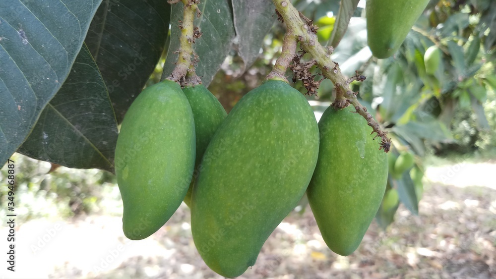 Close up green mango fruits hanging on tree branch Close up green mango fruits hanging on tree branch