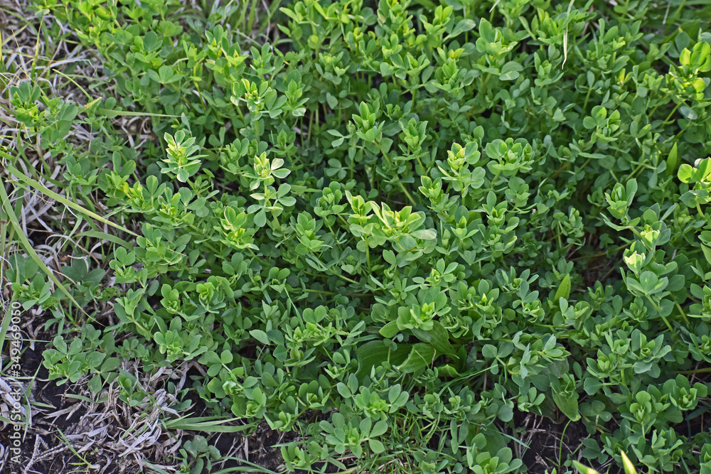 native greenery native greenery