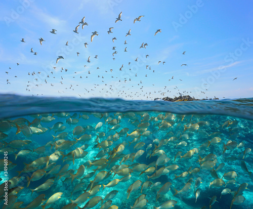 Photography Colony of gulls flying in the sky and a school of fish underwater, split view ov