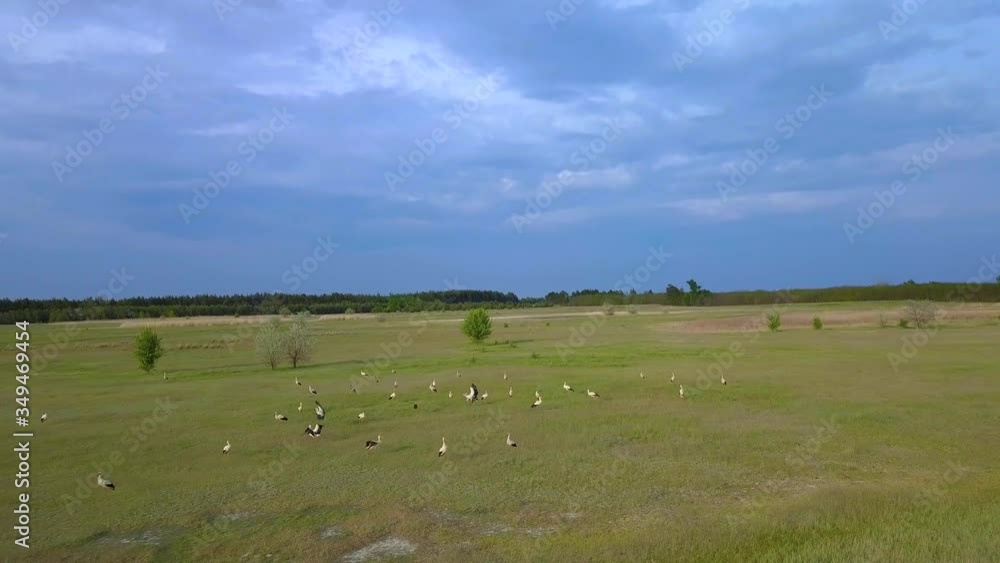 Wild Bird life in the natural environment. White storks on a green meadow. The view from the flying drone. Ukrane. 4K Wild Bird life in the natural environment. White storks on a green meadow. The view from the flying drone. Ukrane. 4K
