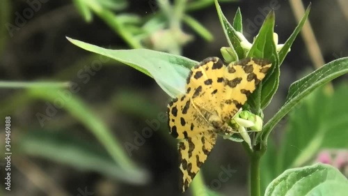 Pseudopanthera macularia photo