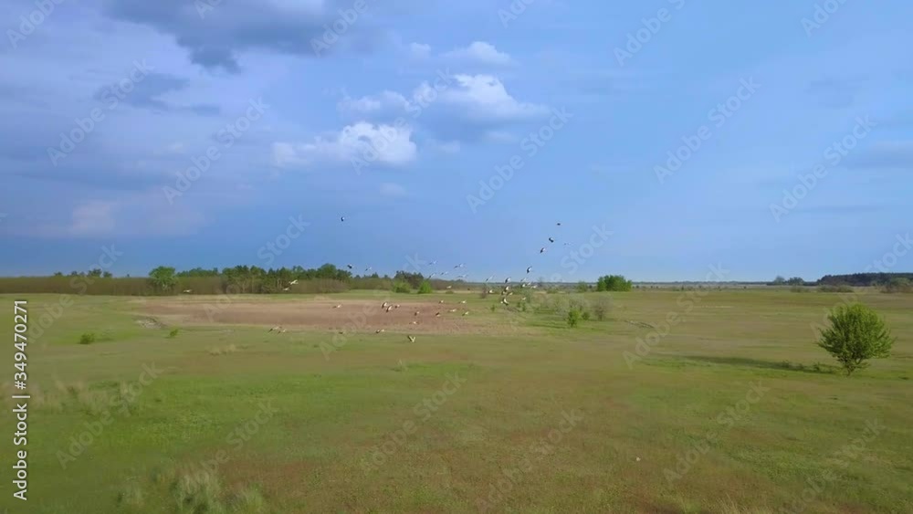 White storks fly over green fields. Wild Bird life in the natural environment. The view from the flying drone. Ukrane. 4K White storks fly over green fields. Wild Bird life in the natural environment. The view from the flying drone. Ukrane. 4K