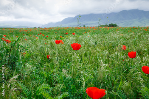 Blooming meadow of red poppies. Beautiful summer landscape with blooming poppies field. Kyrgyzstan Tourism and travel.