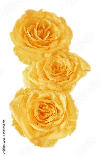 yellow rosebud
