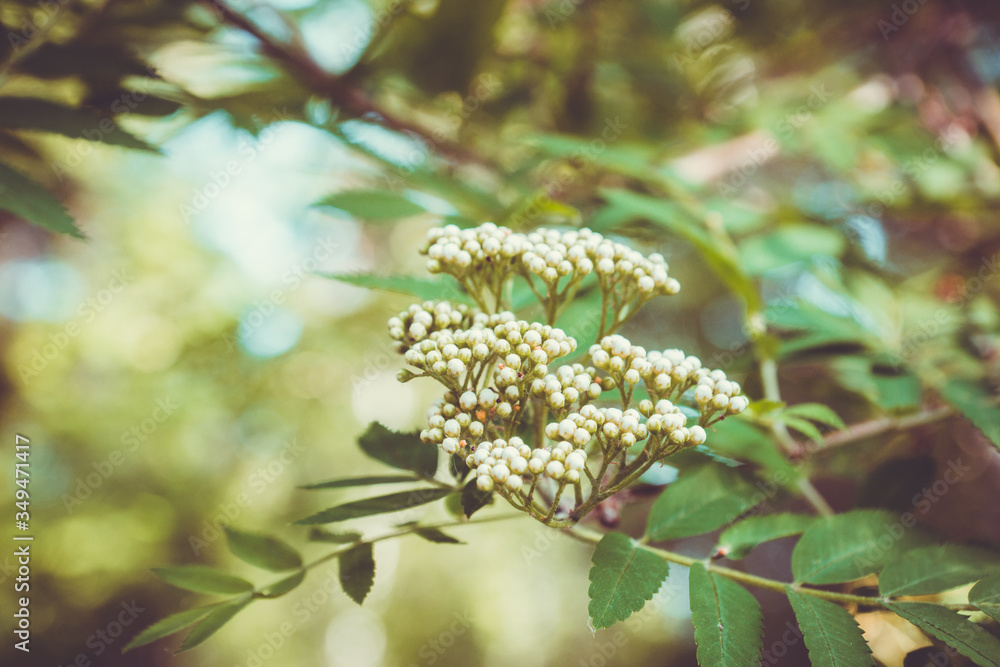 Bunch of blooming white rowan tree on the tree. Selective focus. Shallow depth of field. Bunch of blooming white rowan tree on the tree. Selective focus. Shallow depth of field.