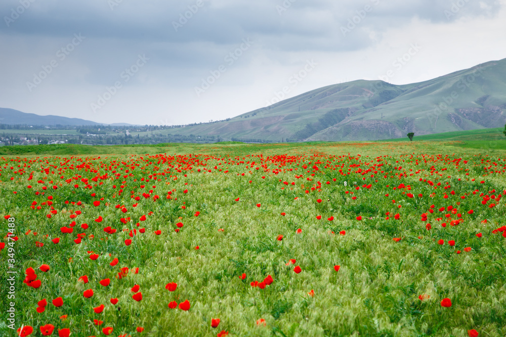 Red poppies on a background of mountains. Beautiful summer landscape with blooming poppies field. Kyrgyzstan Tourism and travel.