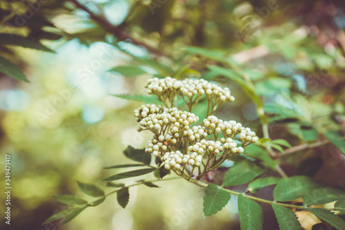 Bunch of blooming white rowan tree on the tree. Selective focus. Shallow depth of field.