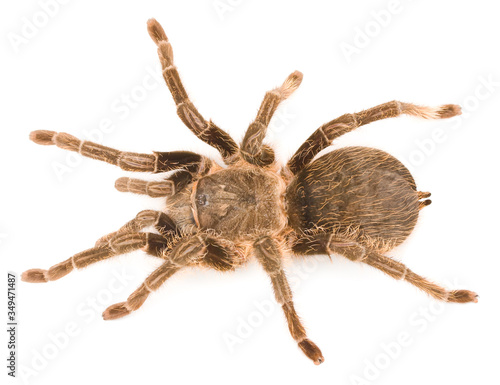  spider tarantula