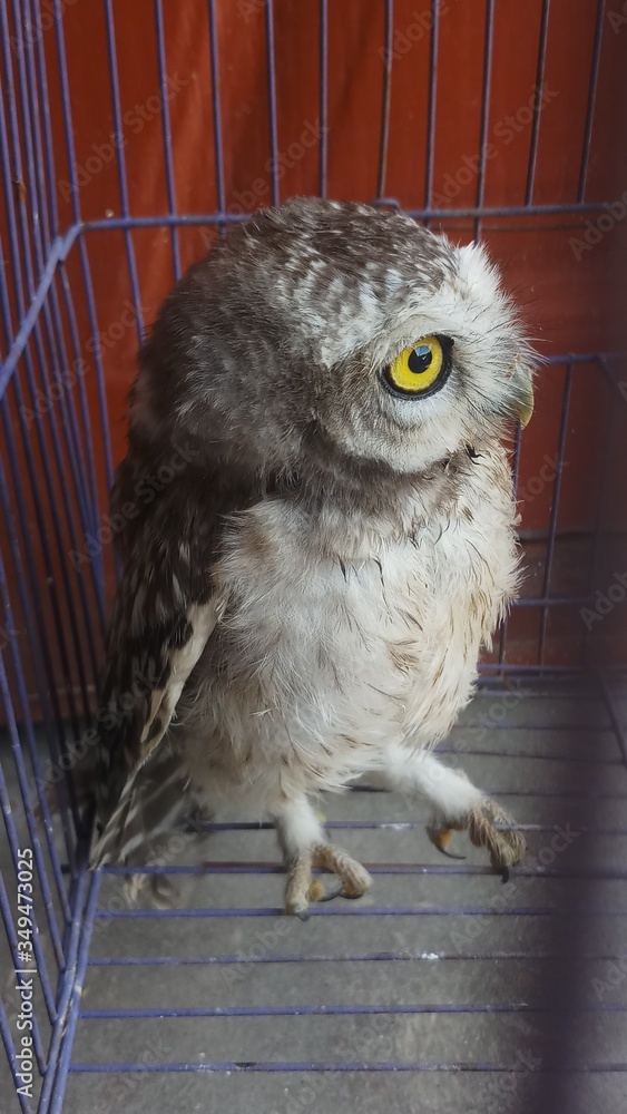 Obraz premium Western Screech-Owl Megascops kennikottii Tucson, Pima County, Arizona