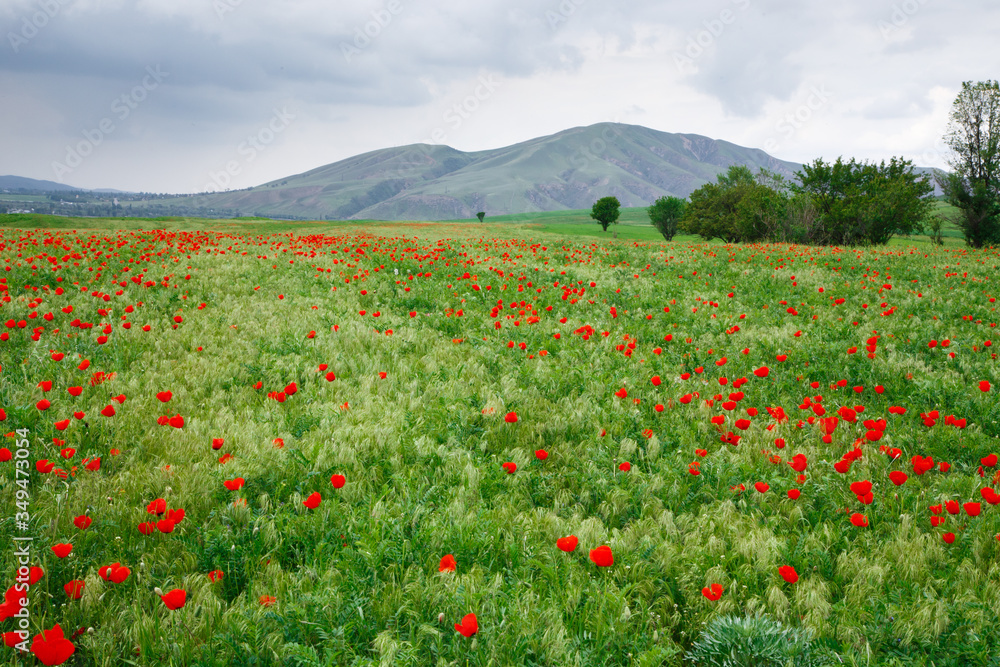 Red poppies beautiful flowering meadow with poppies. Beautiful spring and summer natural background. Tourism and travel