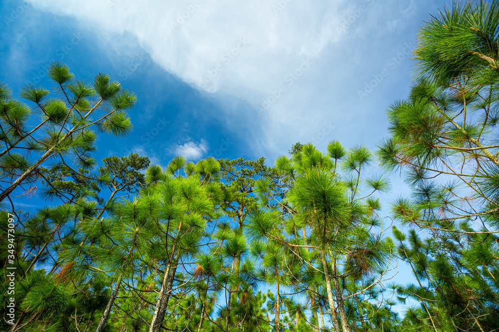 Pine tree in bluesky at Phu Kradueng National Park, Thailand Pine tree in bluesky at Phu Kradueng National Park, Thailand
