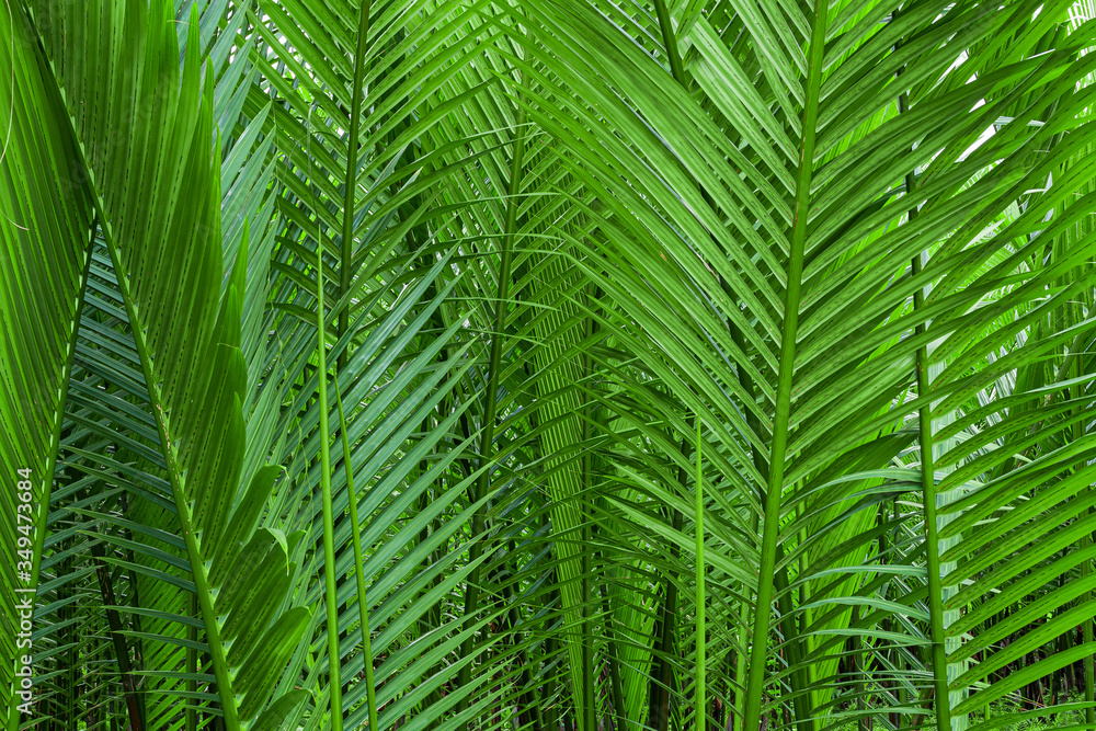 Tropical jungle palm leaf ,Palm branch. Leaves of a palm tree, close-up. Tropical jungle palm leaf ,Palm branch. Leaves of a palm tree, close-up.