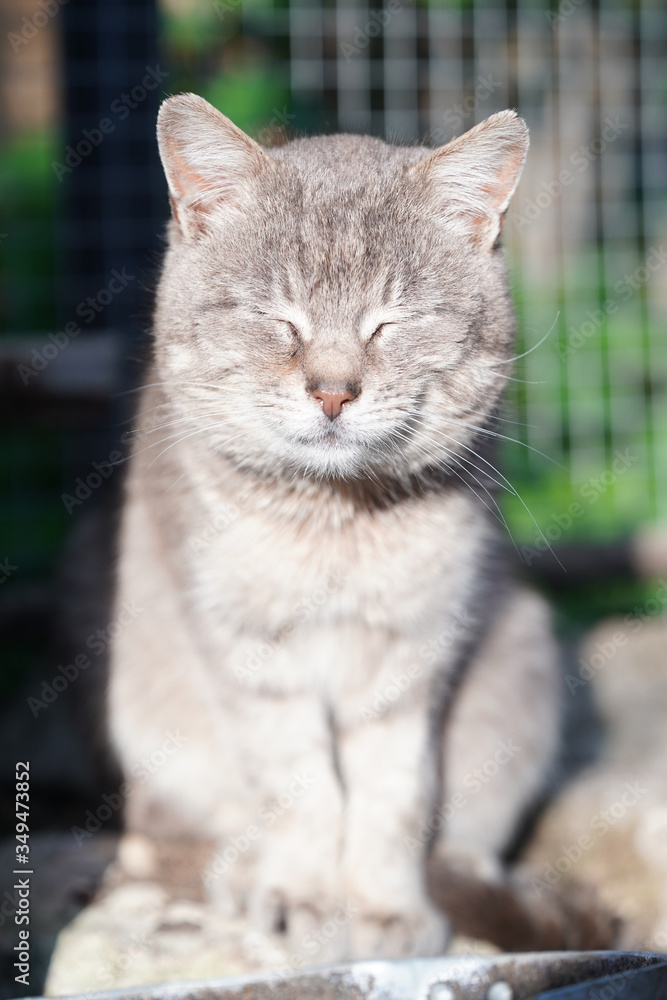 tabby cat portrait tabby cat portrait