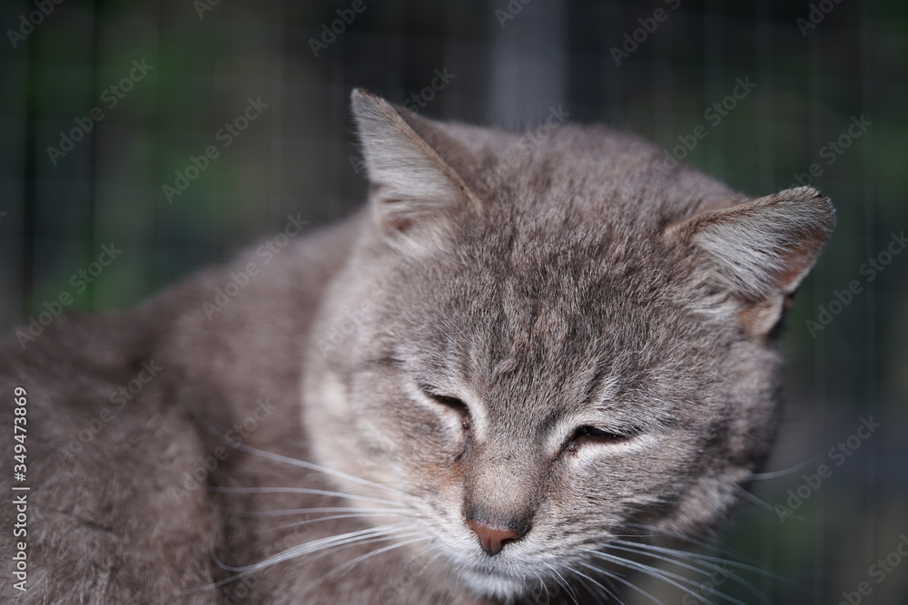 Obraz premium portret kota