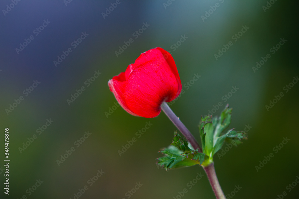 Obraz premium Red anemone coronaria, known as the poppy anemone