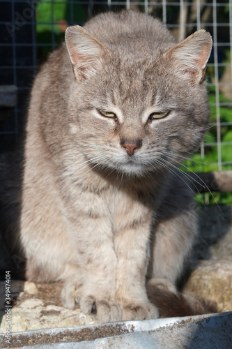 portrait of a cat