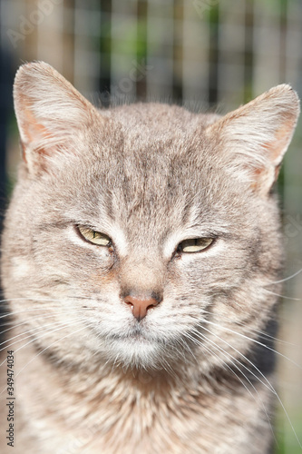 a village cat basks in the sun