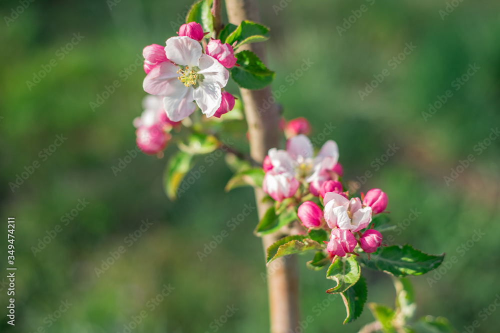Apple blossom on an apple tree in a domestic garden 