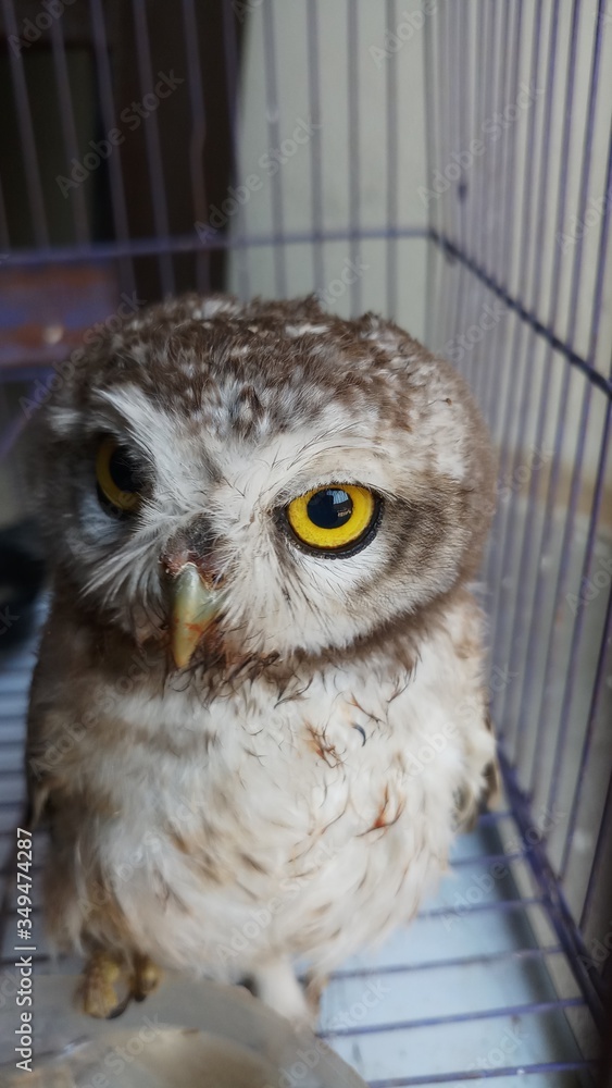 Fototapeta premium African barred owlet in Kruger national park, South Africa ; Specie Glaucidium capense family of Strigidae