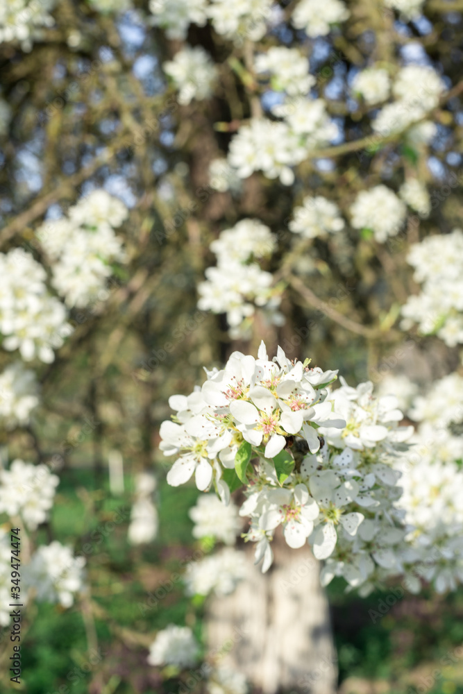 Pear Fruit Tree Spring Blossom Close Up Pear Fruit Tree Spring Blossom Close Up
