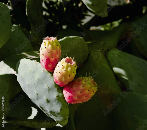 Prickly Pears (Indian Fig Opuntia) Cactus Fruit Ficus-Indica- Image