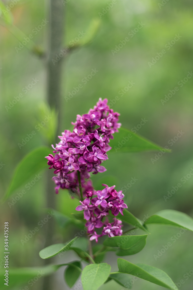 blooming violet lilac flower (syringa vulgaris ) blooming violet lilac flower (syringa vulgaris )