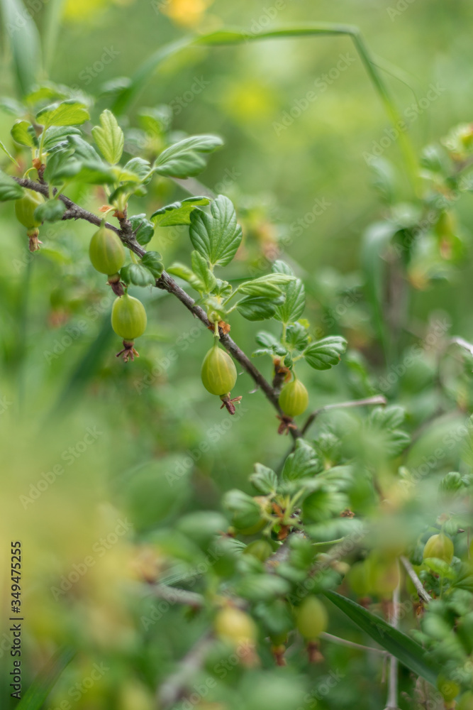 Fototapeta premium Fresh green Gooseberry on a gardener in spring
