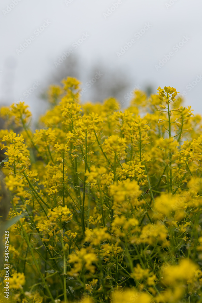 Rapeseed yellow flower background on a field Rapeseed yellow flower background on a field