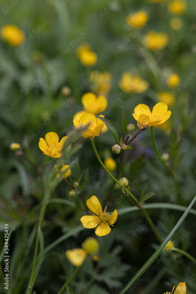 little yellow flowers in spring Field