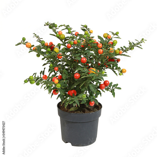 Solanum pseudocapsicum	