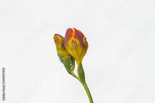 Freesia flowering plants in spring natural light