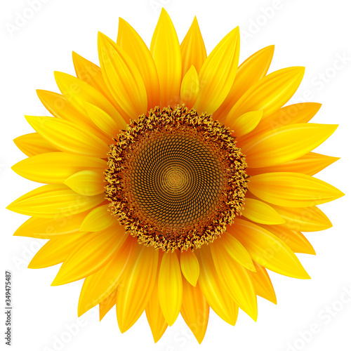 Fototapeta Naklejka Na Ścianę i Meble -  Sunflower isolated, vector illustration.