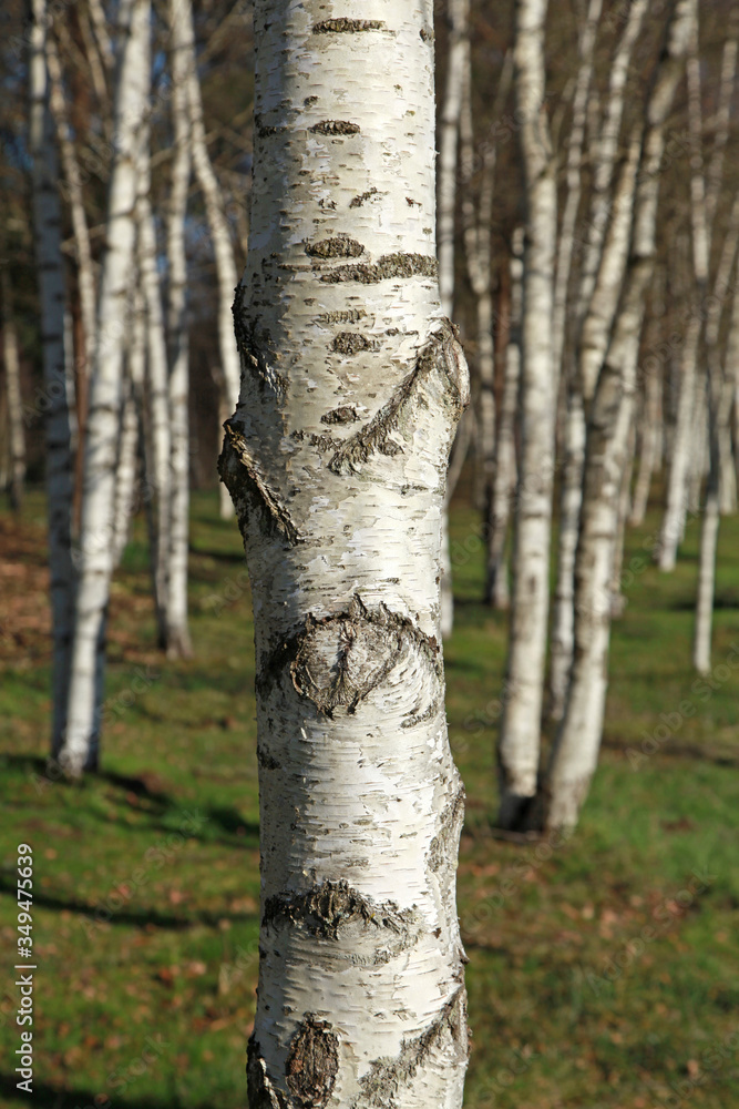 Bosquet de Bouleaux	