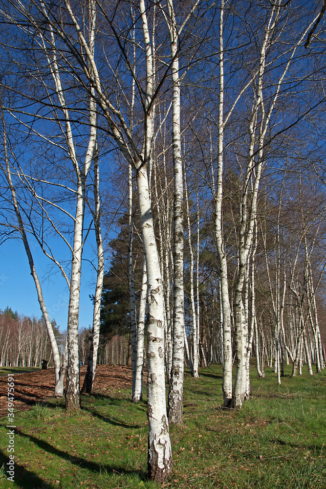 Bosquet de Bouleaux Bosquet de Bouleaux