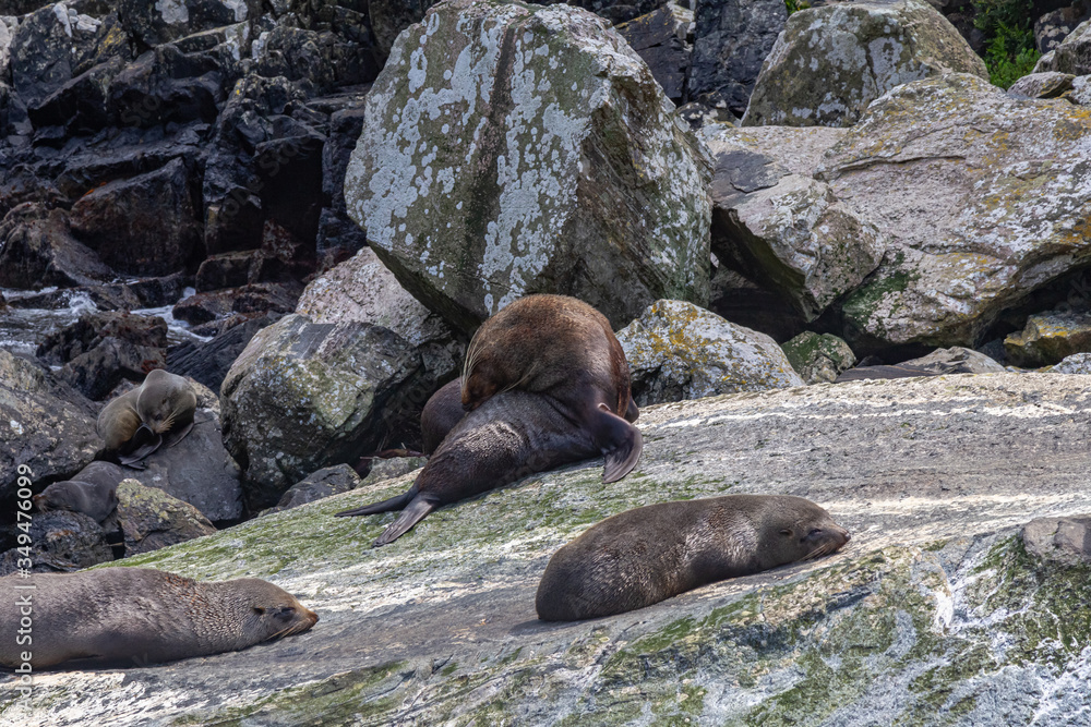 Naklejka premium Fiordland National Park. A small herd of fur seals are resting on a huge boulder. South island, New Zealand