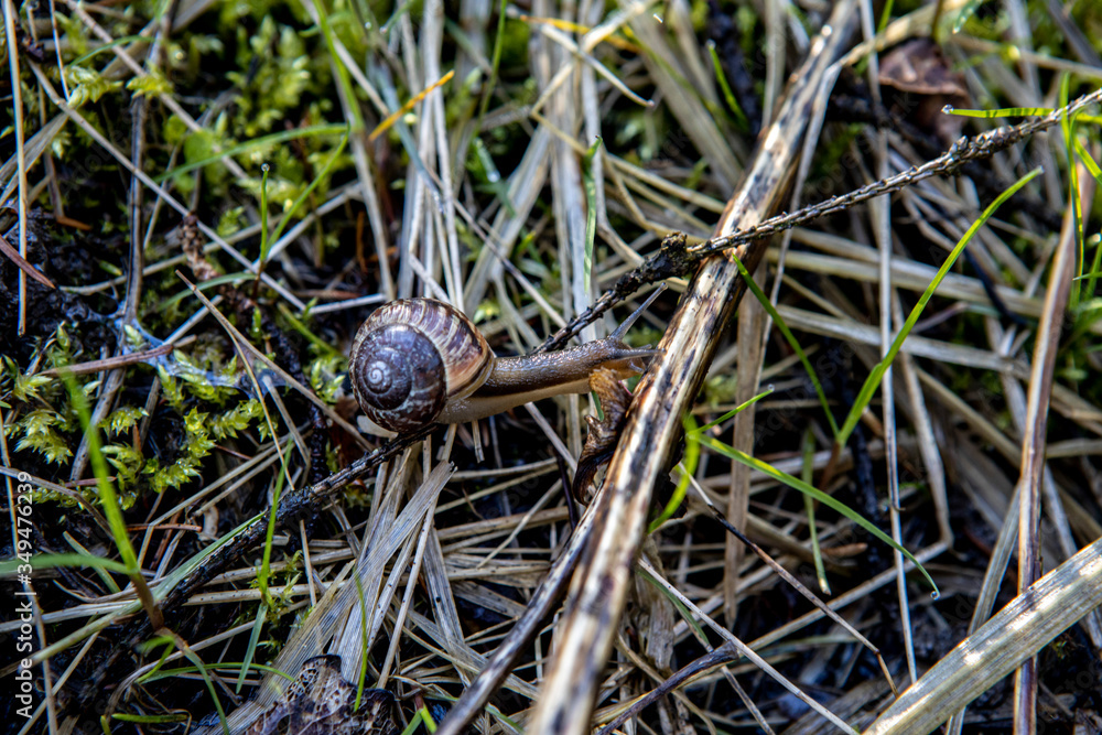 little grape snail crawling on the dry grass in the forest. little grape snail crawling on the dry grass in the forest.