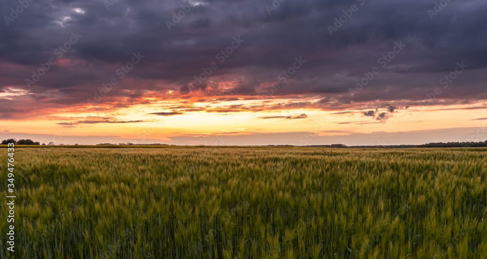 sunset over a young field of barley