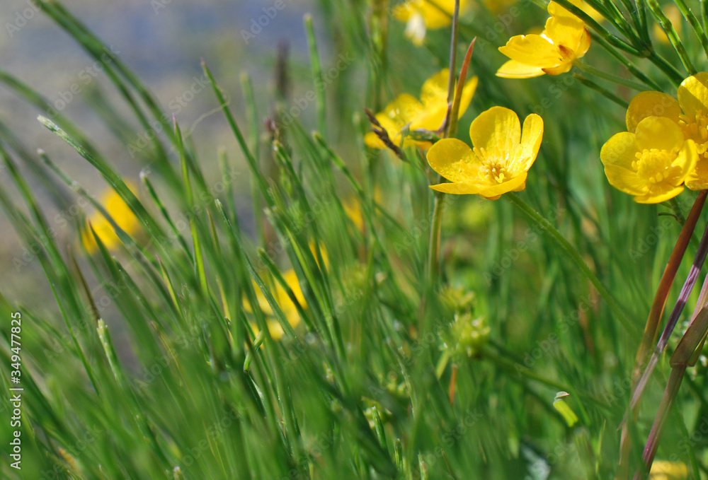 Fototapeta premium Petite fleur sauvage