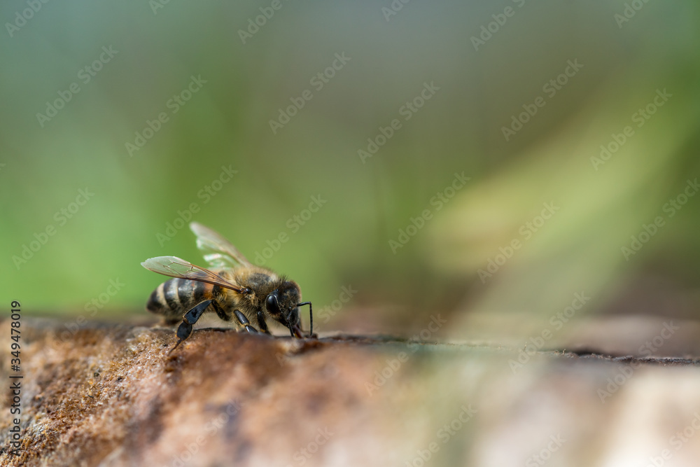 Honeybee close up portrait Honeybee close up portrait