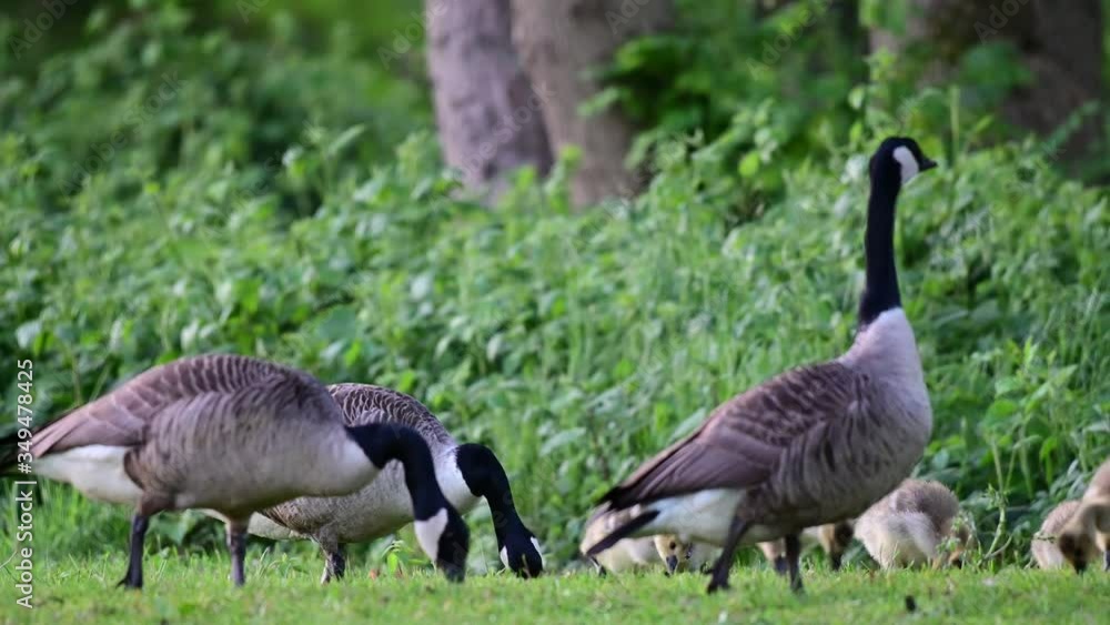Canada goose family with goslings search feed on the meadow, spring, (branta canadensis), germany Canada goose family with goslings search feed on the meadow, spring, (branta canadensis), germany