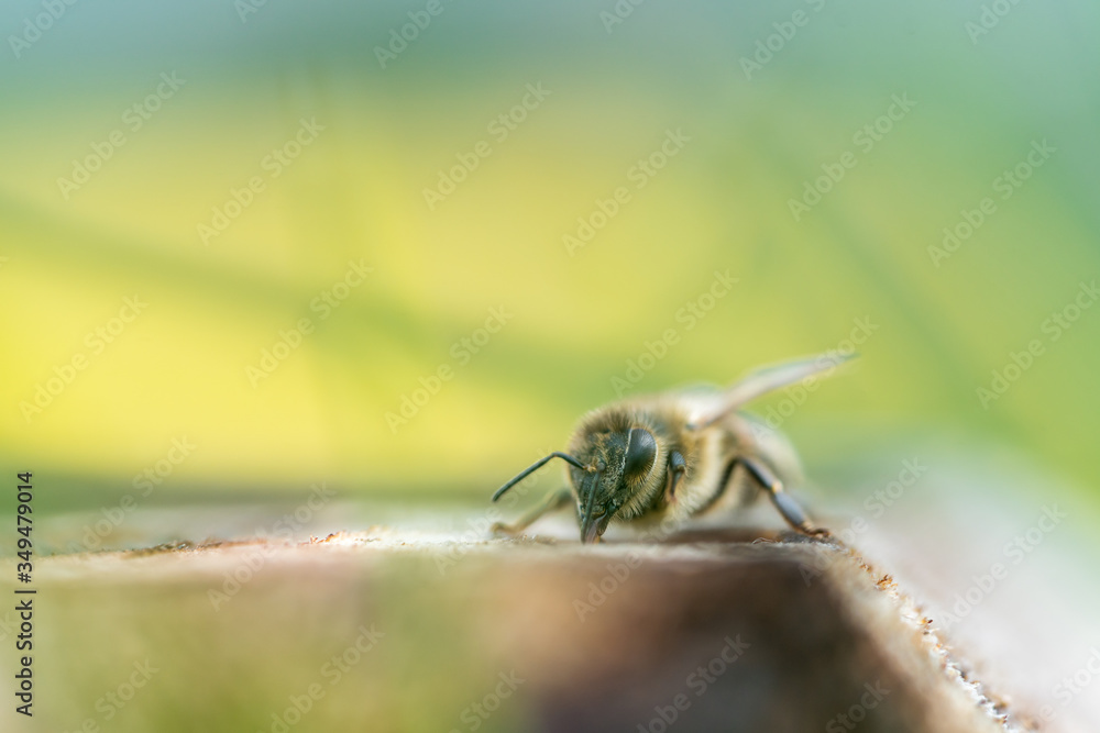 Honeybee close up portrait