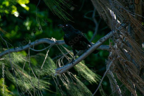 Crow, Townsville Australia