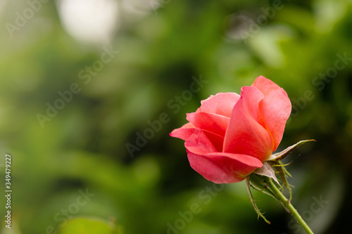 Pink Rose flower on natural garden green sunny blurred background, copy space for text