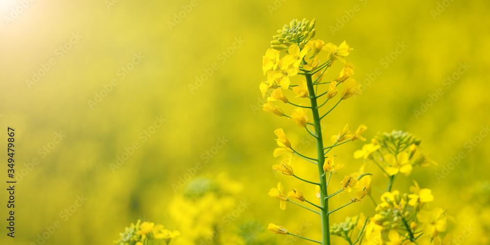 Flowering of the rapeseed field is yellow. Natural landscape background with copy space. Blooming canola flowers. Bright Yellow Rape in summer. Flowering of the rapeseed field is yellow. Natural landscape background with copy space. Blooming canola flowers. Bright Yellow Rape in summer.